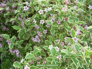 Weigela 'Variegata' - blossom 